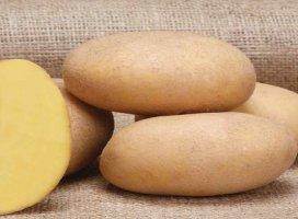 SEED POTATO (G2 class)